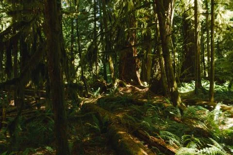 Path in the deep forest Stock Photos