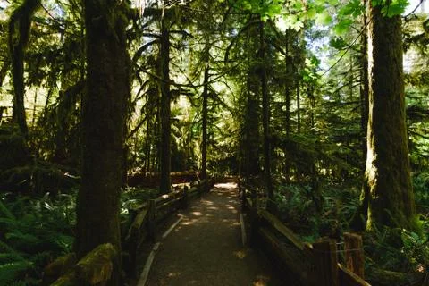 Path in the deep forest Stock Photos