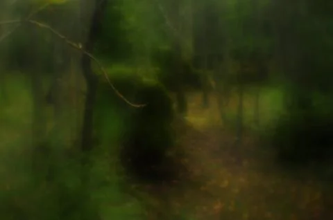 A path deep into the mysterious forest Stock Photos