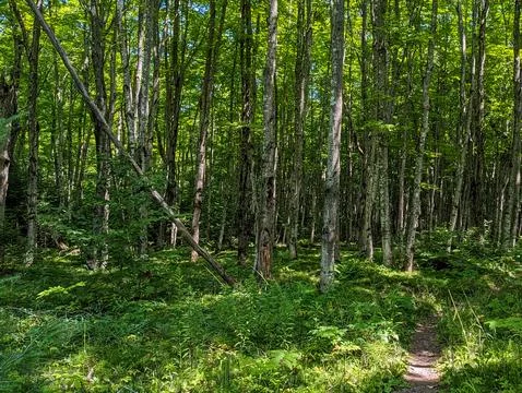 Path in the deep woods in the upper peninsula of Michigan Stock Photos