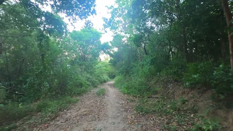 Path in a dense forest leading uphill. Stock Footage 243280464
