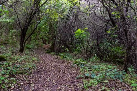 Path in dense forest leads nowhere Stock Photos
