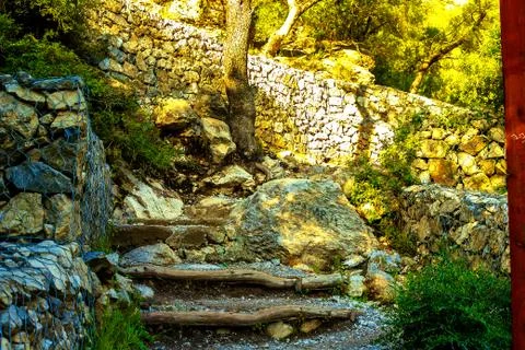 Path in a dense forest in the mountains Stock Photos