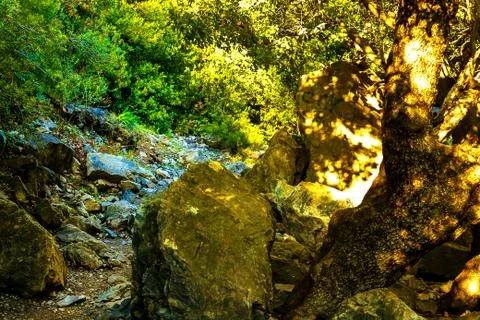 Path in a dense forest in the mountains Foto stock