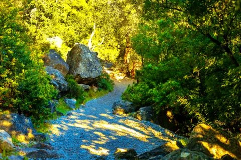 Path in a dense forest in the mountains Stock Photos