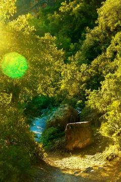 Path in a dense forest in the mountains Stock Photos