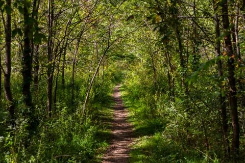 Path in the dense forest. Stock Photos