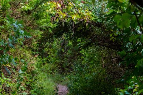 Path in the dense forest Stock Photos