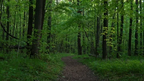 Path in the dense green forest. 4k footage of nature Stock Footage 194841209