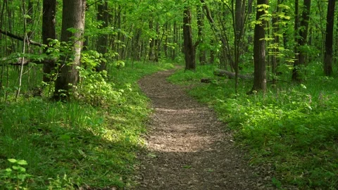 Path in the dense green forest. 4k footage of nature Stock Footage 195740367