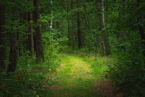 A path in a dense green forest Stock Photos
