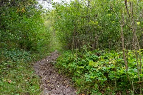 A path in a dense green forest Stock Photos