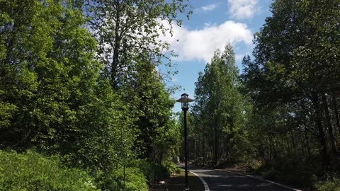 Path in a dense park. trees and plants. windy weather Stock Footage 134738183