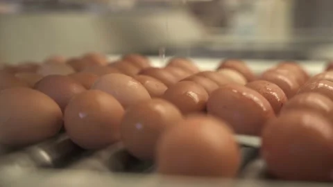 The path of disinfected hen eggs before processing Stock Footage 135799552