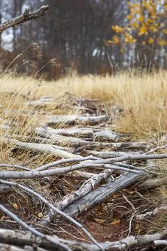 Path of dry branches Stock Photos