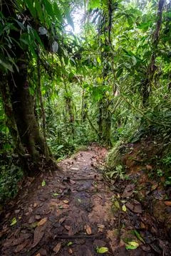 Path of earthen steps going down among green trees Stock Photos