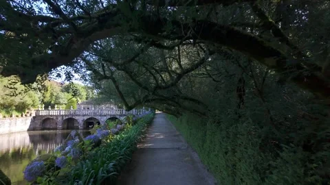 Path on the edge of the lake with tree branches that act as a roof along Stock Footage 287002865