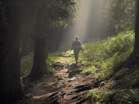 Path in the enchanted forest Stock Photos
