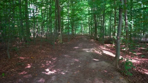 Path in European summer forest Stock Footage 208328728