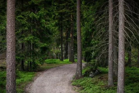 Path in a evergreen forest Stock Photos