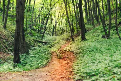 Path in a fairy forest Stock Photos