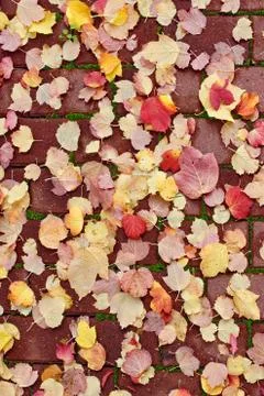 Path fall background Stock Photos