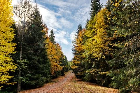 Path in the fall forest Photos