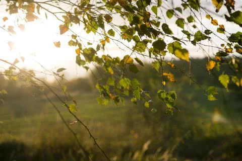Path in the fall Stock Photos