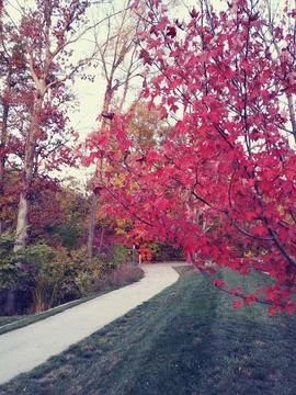 Path in the fall Foto stock