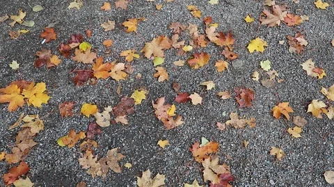 Path with fallen autumnal leaves Video stock 117464326