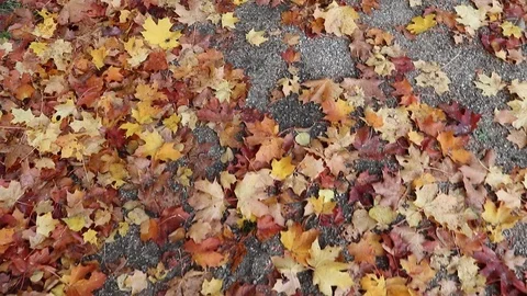 Path with fallen autumnal maple leaves at a cemetery Stock-Footage 117464425
