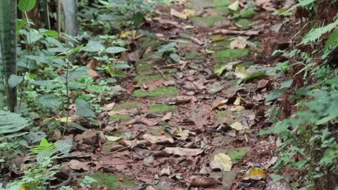 Path with fallen leaves and vegetation in forest Stock Footage 122307300