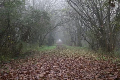 Path with fallen leaves on it Stock Photos