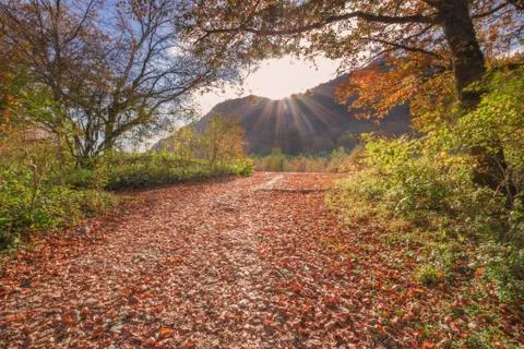 Path of fallen leaves Stock Photos