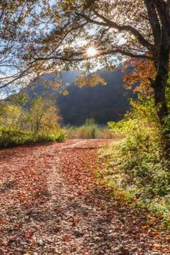 Path of fallen leaves Stock Photos