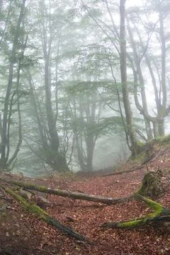 Path of fallen leaves through a misty forest - A vertical shot of a serene .. 스톡 사진