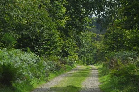  Path Fern-lined path in Eawy Forest, in Upper Normandy, France. Copyright... Stock Photos