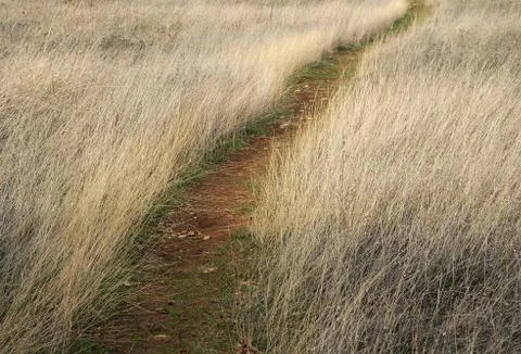Path in the field in autumn Stock Photos