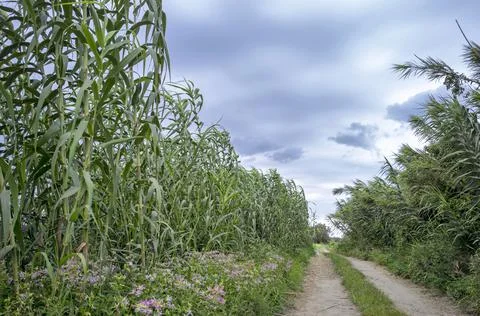 Path in the field between ears of corn Stock Photos
