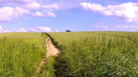 Path on the field of green wheat. Stock Footage 34905384