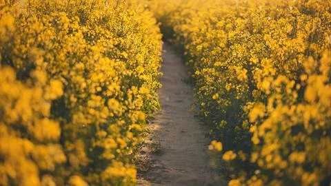 A path in a field of rapeseed on a spring day. Stock Photos