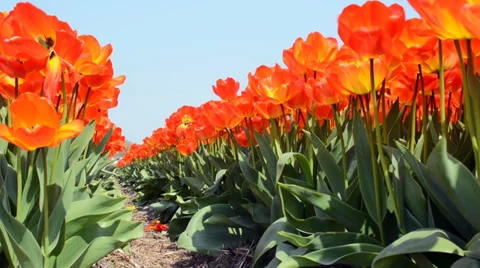 Path in a field of red tulips, Netherlands Stock Footage 37293988