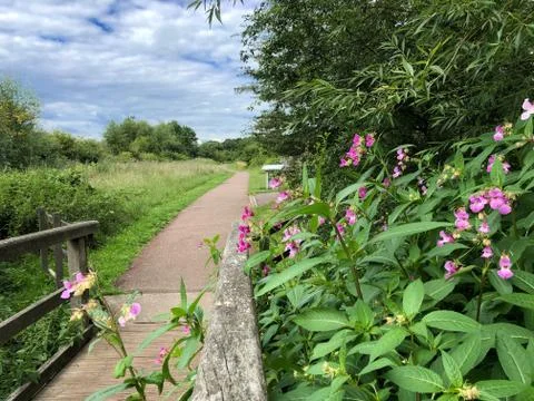 Path to fields with wild flowers Stock Photos