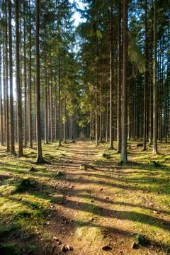 Path in fir-tree forest Stockfoto's