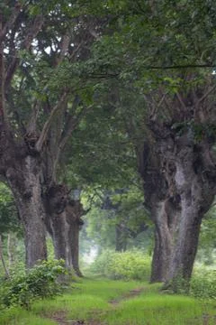 A path flanked by Samanea saman trees Stock Photos