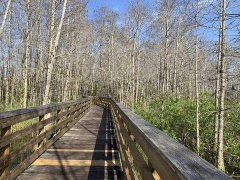 Path at Florida swamp park. Stock Photos
