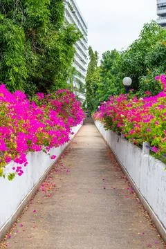 Path with flower borders of red and pink bougainvillea. Tropical Flowers and Stockfoto's