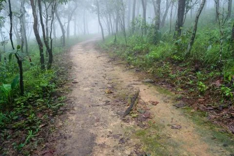 Path in fog the forest Stock Photos