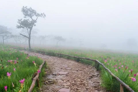 Path in fog the forest Stock Photos