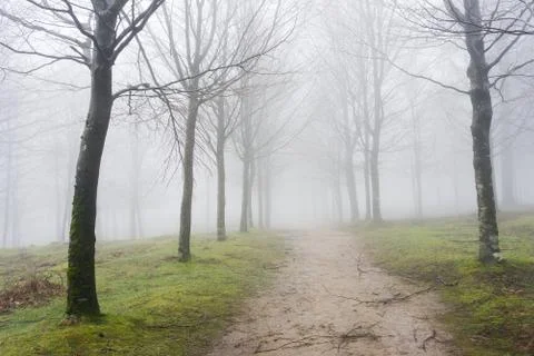 Path in the foggy forest Stock Photos